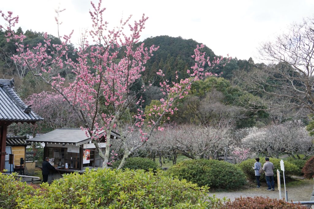 観心寺、願照寺、腰神神社 金剛・大阪狭山市の内科・甲状腺疾患『松尾医院』